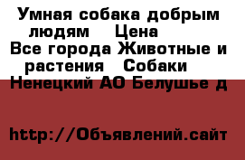 Умная собака добрым людям. › Цена ­ 100 - Все города Животные и растения » Собаки   . Ненецкий АО,Белушье д.